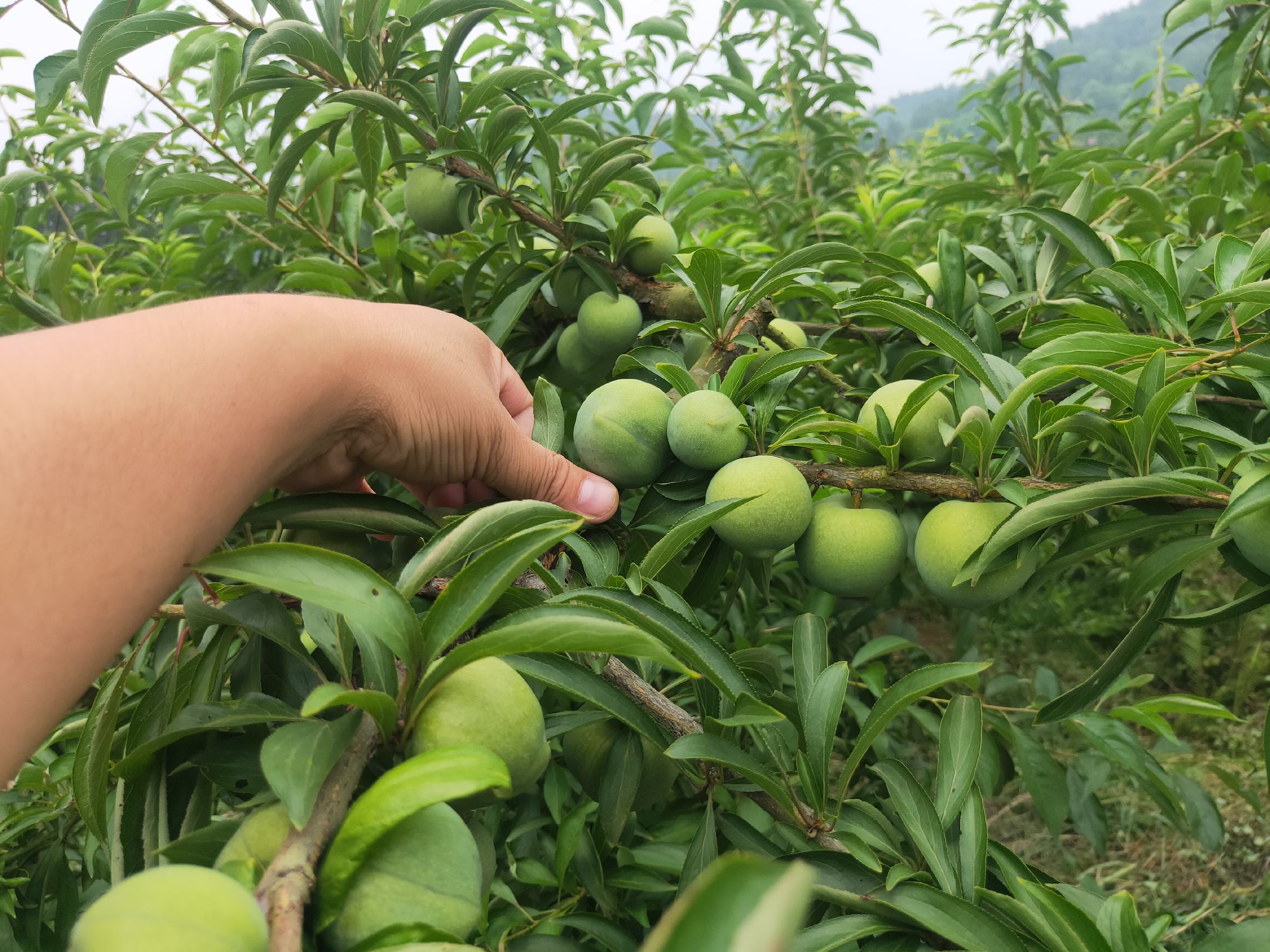 一位穿着工作服的果农正在果园中用便携式糖度仪测量一颗刚摘下的青脆李子的汁液,桌上摆放着几颗切开的李子,背景为整齐排列的李树,体现科学化种植管理场景 果农手持测糖仪检测刚采摘的五月脆李子