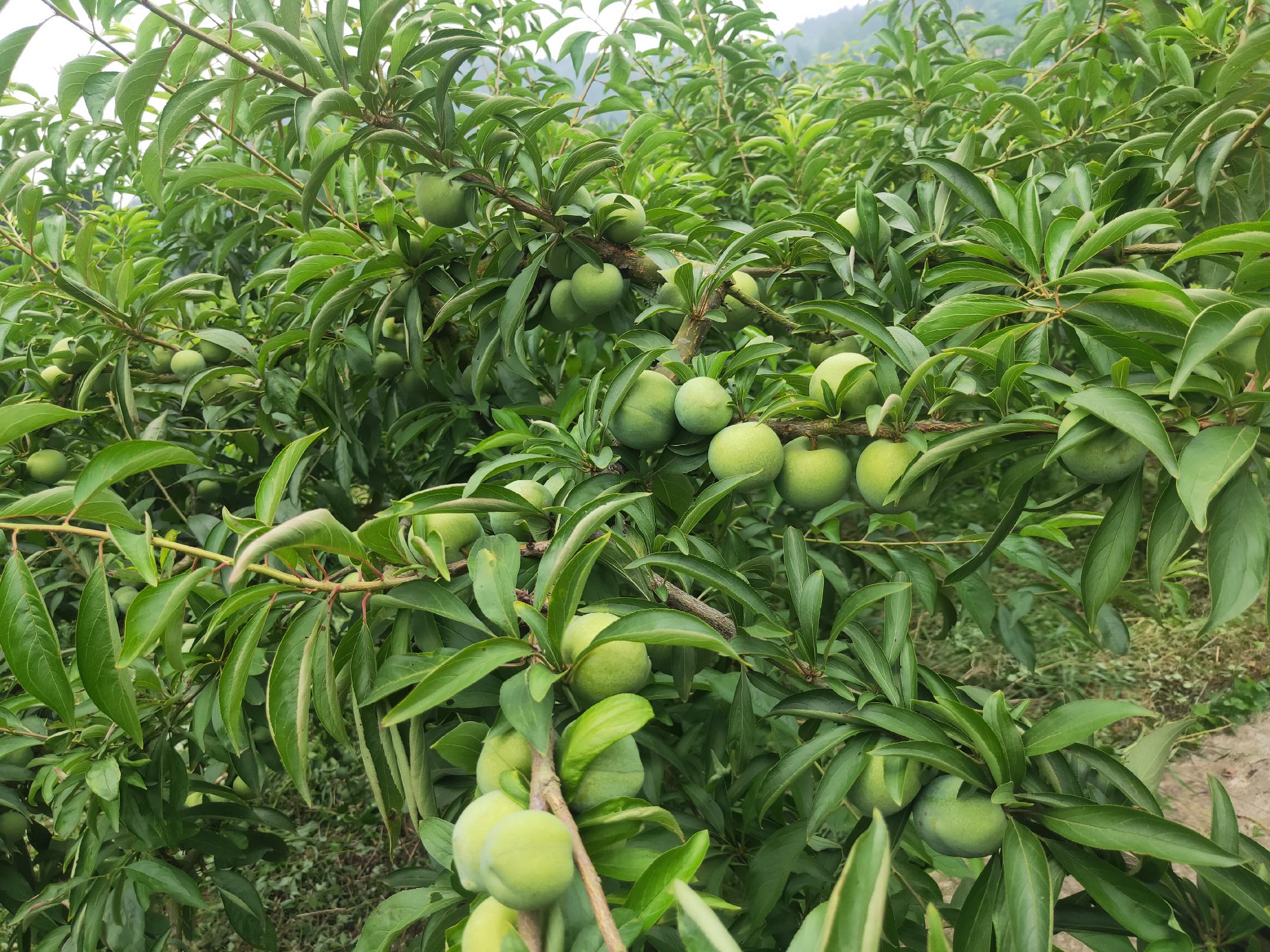 青脆李子种植园实景图,展示成片种植的果树和正在采摘的果农 青脆李子果园实景图