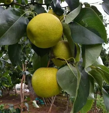 [雪花梨批发]秋天梨润肺价格8.00元/公斤 - 一亩田