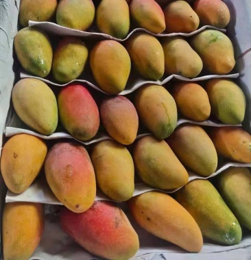 四川攀枝花米易贵妃芒果大量上市产地直销量大从优,保质保量