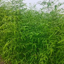 精品刚竹，现挖现卖，绿化工程装车发货，海量大单，预订有优