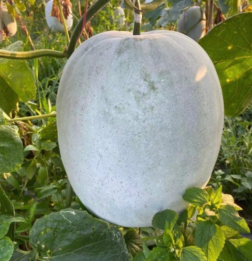 [吊冬瓜批发]灰东价格0.60元/斤 - 一亩田