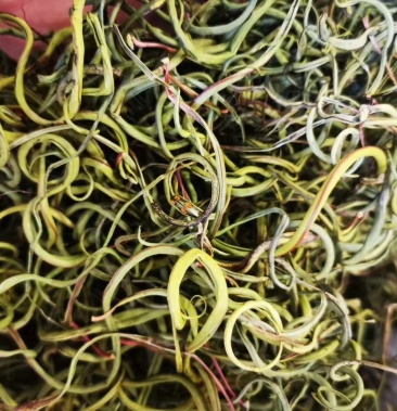 [猫须草批发]小叶 化石草价格50.00元/斤 - 一亩田