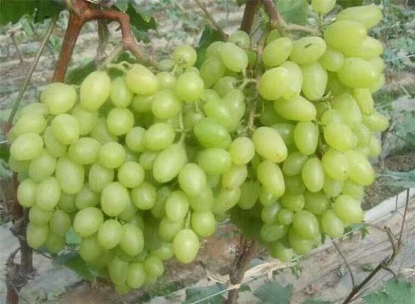 维多利亚葡萄作为水果拼盘的一部分