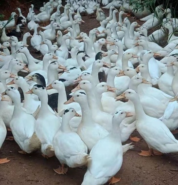 [鸭批发]木鸭72天 平均8斤,6000只统苗,全程加黄喂养价格7.