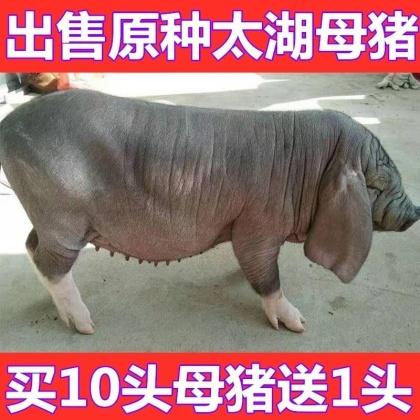 活猪价格行情_今日活猪价格多少钱一斤 _ 一亩田