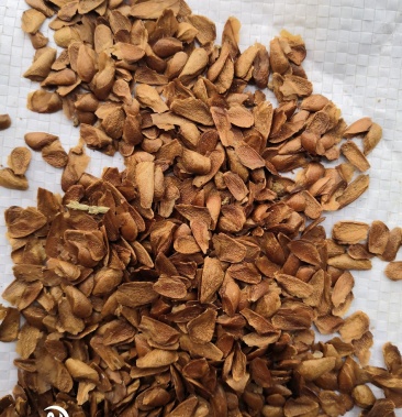 红油香椿种子产地直销现货直供低价批发