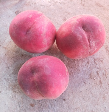 自己家桃园毛桃大量上市