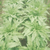 代收各种蔬菜