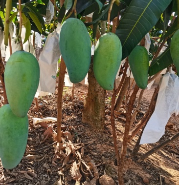 [大青芒批发]大青芒价格3.50元/斤 - 一亩田