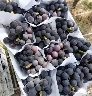 [葡萄批发]甬优一号价格6.80元/斤 - 一亩田
