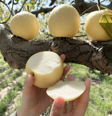 河北赵县皇冠梨价格低大量批发保质保量长年有货欢迎大家咨询