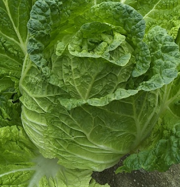 山地大白菜两公斤以质量三包