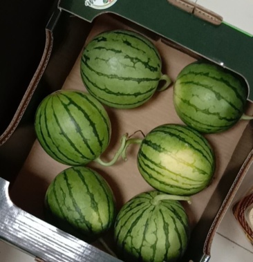 苏梦6号,单个西瓜3斤左右,甜度13.2左右