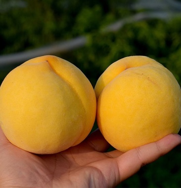 初夏一枝独秀锦春黄桃