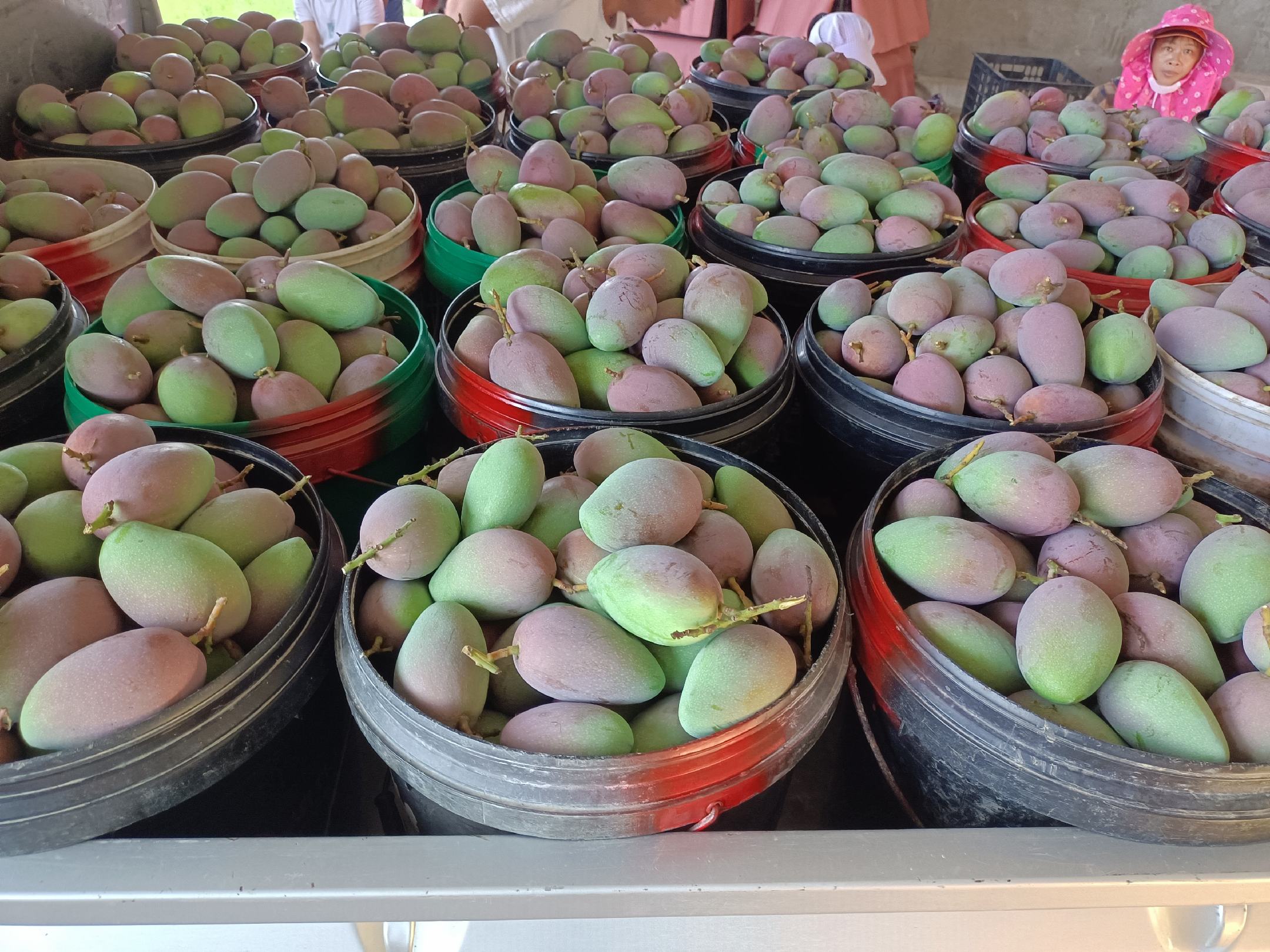 百色田阳大金黄煌小贵妃芒台农