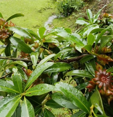 [八角批发]野生八角价格2.50元/斤 - 一亩田