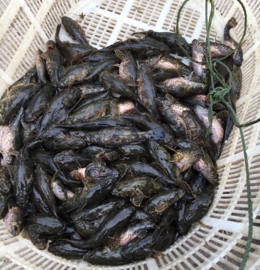 沙塘鱧土布魚呆子魚虎頭鯊江浙滬供貨活的