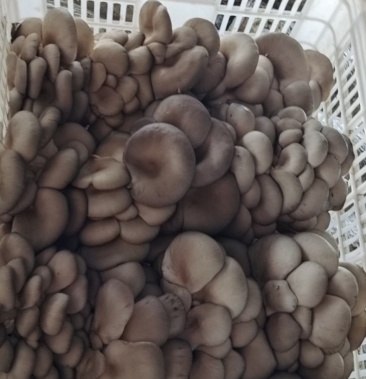 头茬平菇大量上市欢迎大家订购