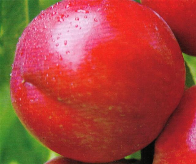 紫桃果实特写,展示其独特的紫红色果皮和饱满的果肉 紫桃果实特写