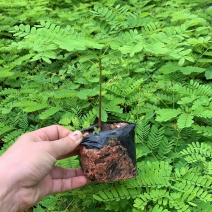 凤凰木园林绿化种苗苗圃现货支持代发视频看货