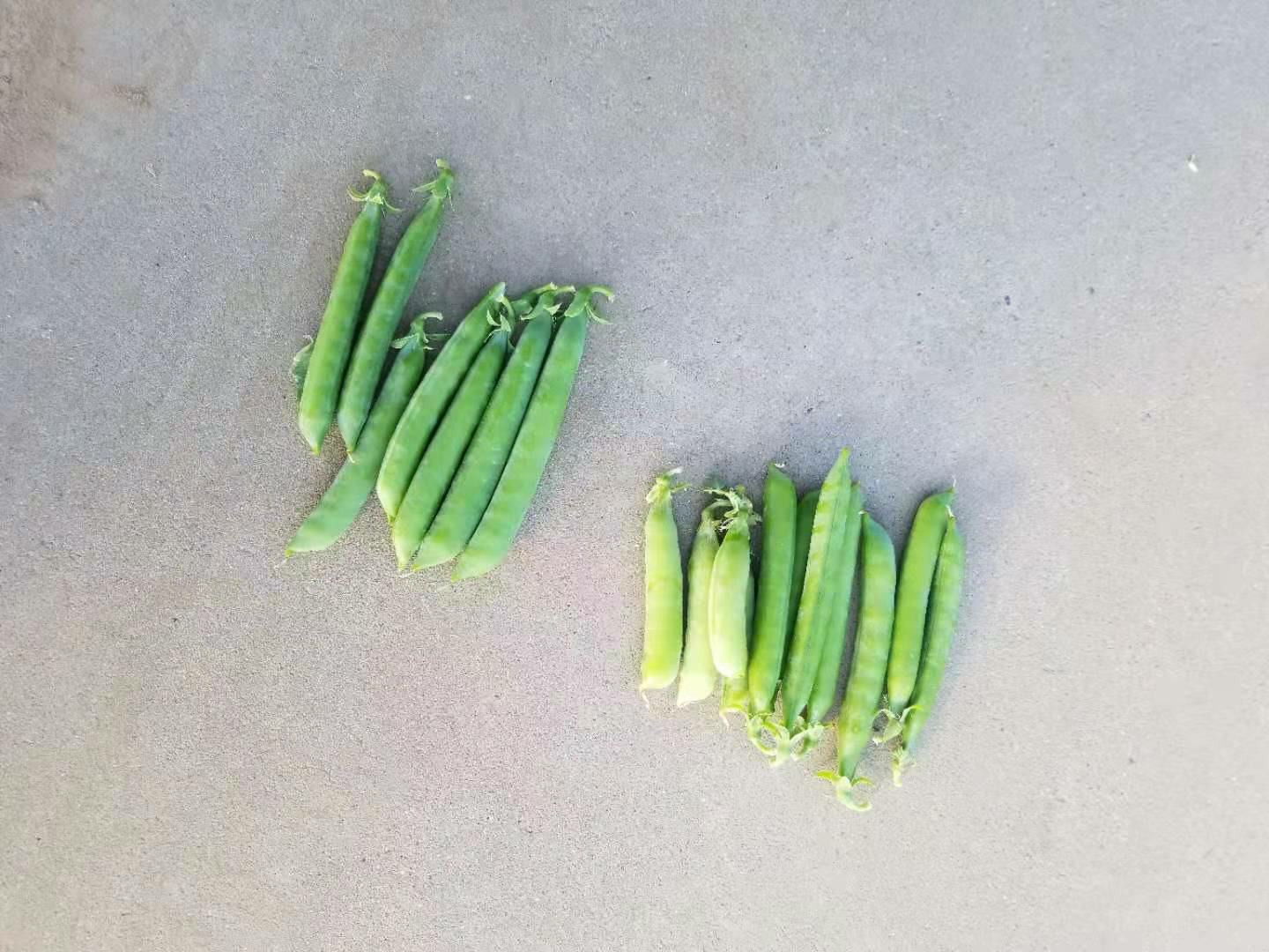 市场中新鲜豌豆尖的展示场景