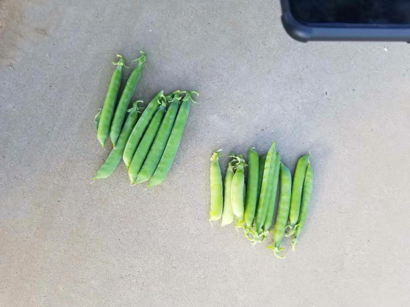 实验室中的豌豆遗传实验