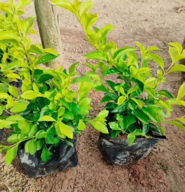 黄金叶黄素梅黄叶假连翘提供视频看货