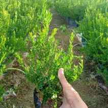 雀舌黄杨可以造型盆景树