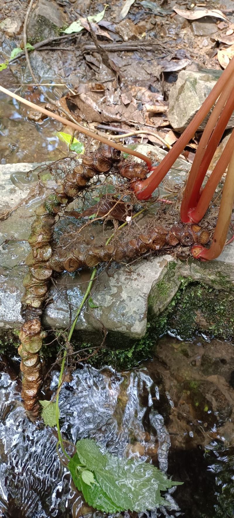 岩蜈蚣,血蜈蚣,蜈蚣七.有需联系我.