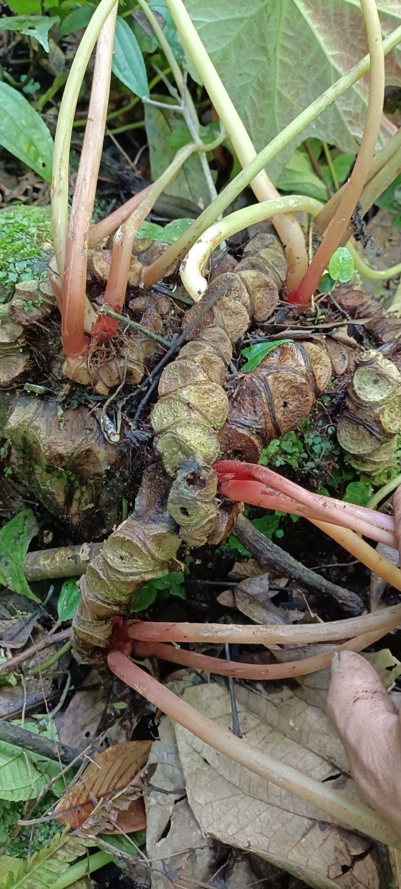 岩蜈蚣,血蜈蚣,蜈蚣七.有需联系我.