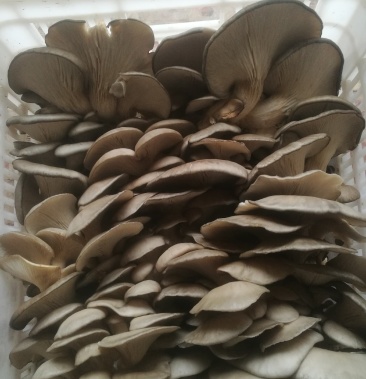 [鲜平菇批发]夏季精品平菇价格2.80元/斤 - 一亩田