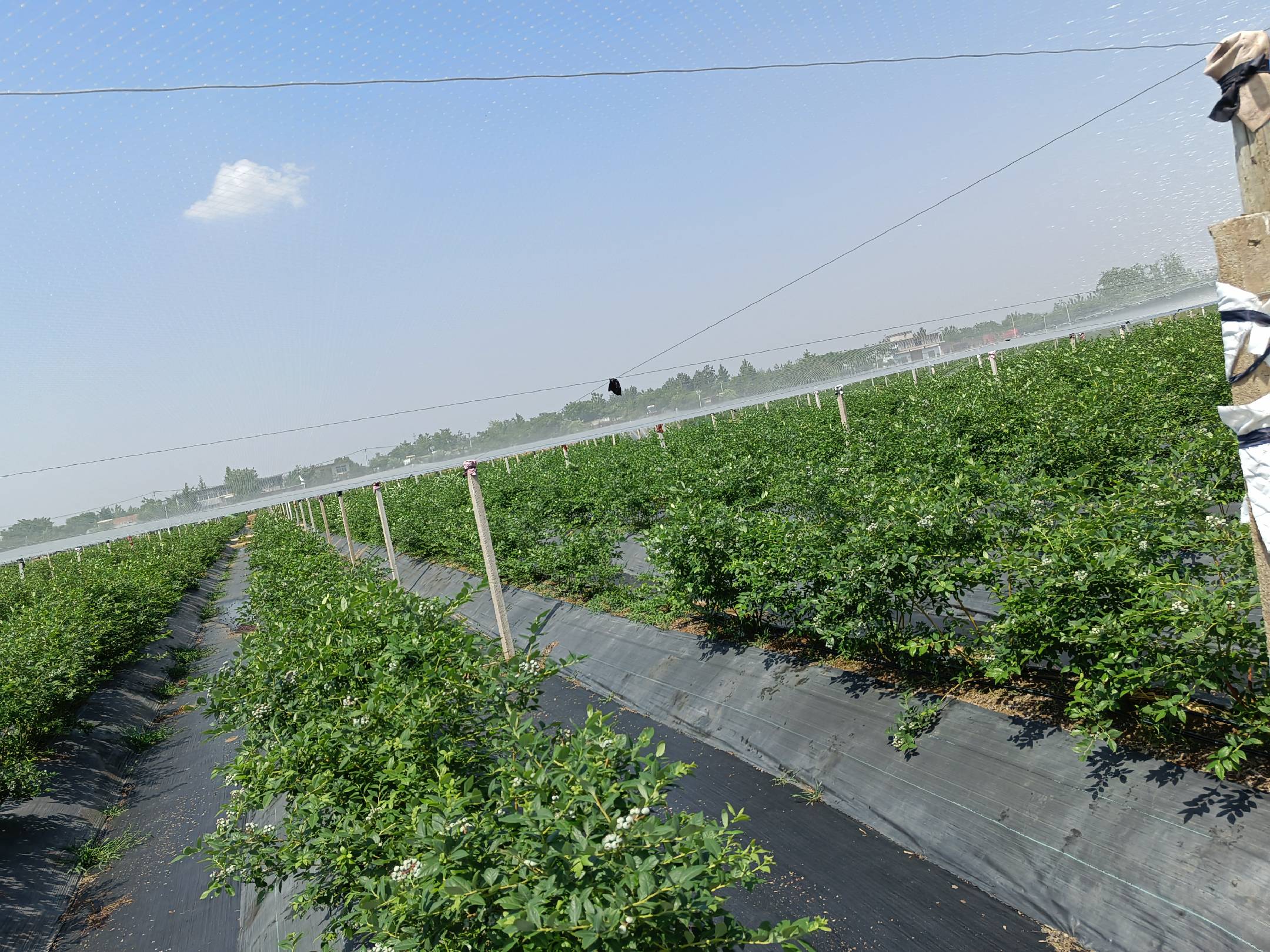 蓝莓果园中喷洒农药防治虫害