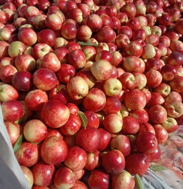 [518油桃批发]油桃价格1.00元/斤 - 一亩田