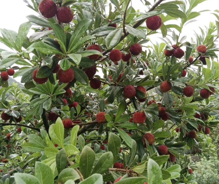 两株杨梅树并列生长,左侧为东魁杨梅,树冠开阔,枝条粗壮;右侧为乌酥杨梅,树形紧凑,叶片较小而浓绿。地面分别摆放对应品种的成熟果实,便于形态对比 东魁杨梅与乌酥杨梅植株对比图