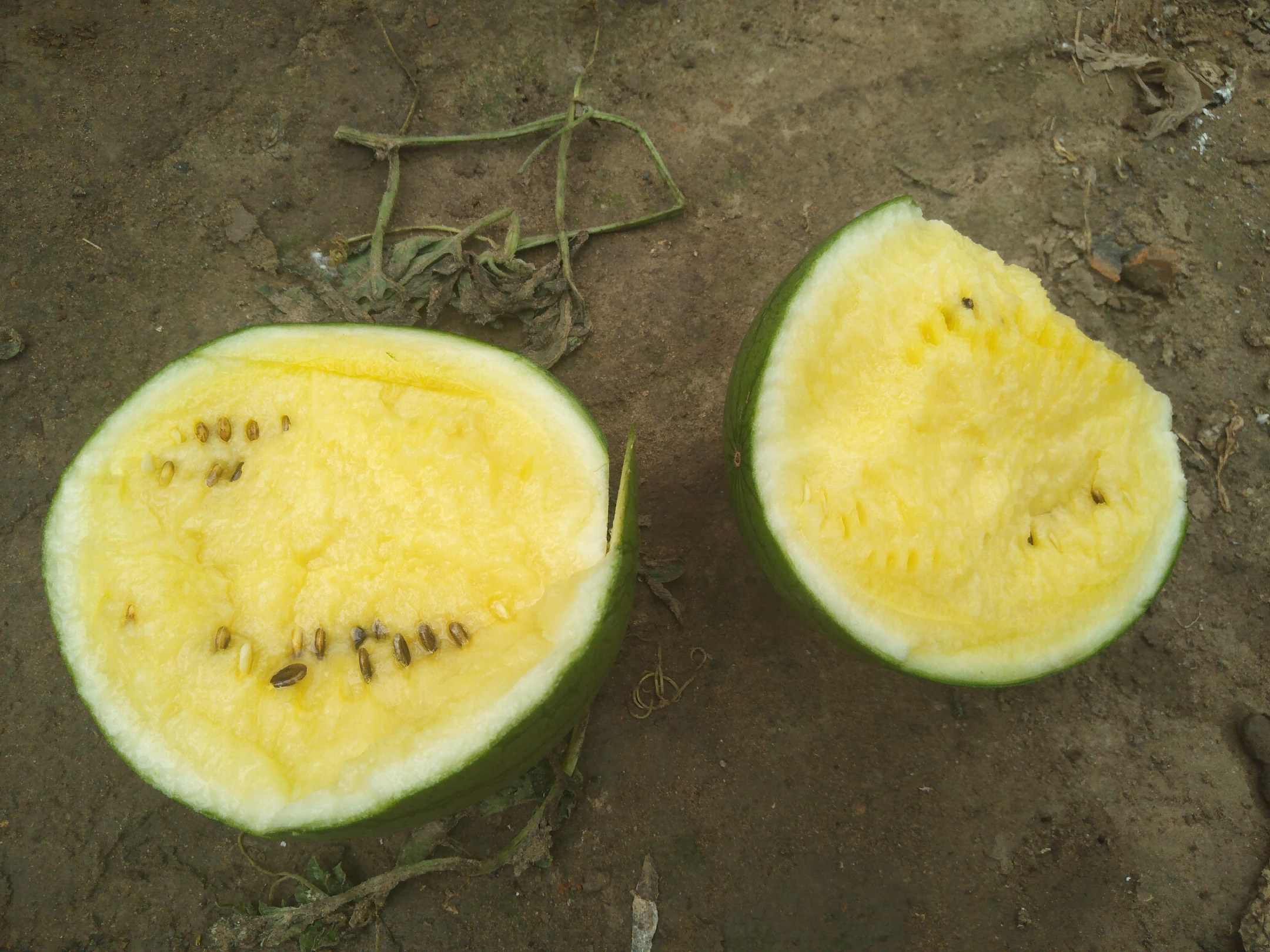 黄瓤西瓜切开展示黄色果肉 黄瓤西瓜切开展示黄色果肉