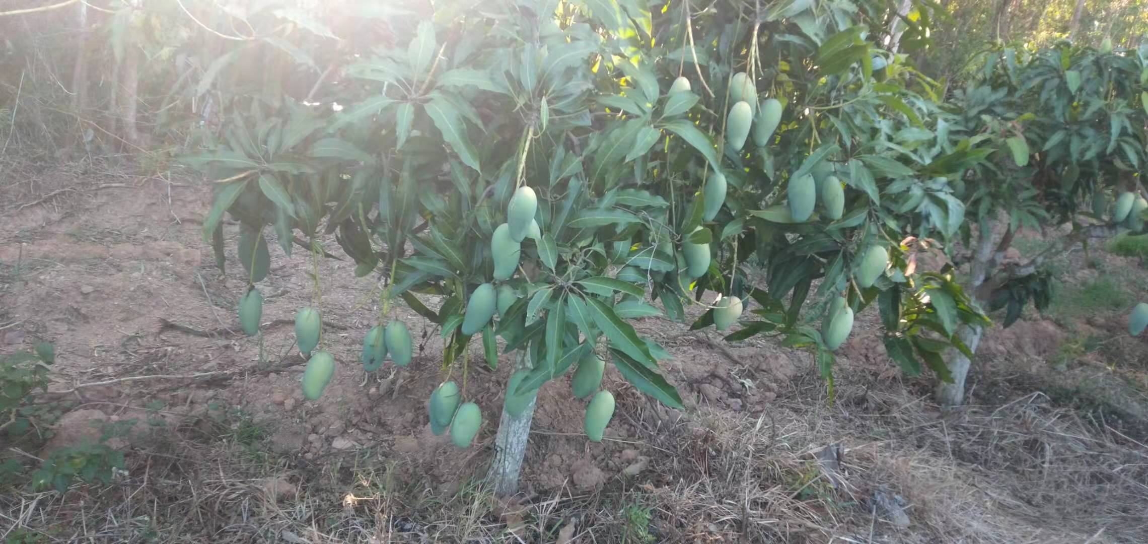 左侧为桂七芒成年果树,树冠紧凑,叶片狭长深绿;右侧为金煌芒果树,树势旺盛,枝条开张,叶片宽大呈椭圆形。背景为广西田东芒果园与四川攀枝花种植基地对比场景 桂七芒与金煌芒植株对比图