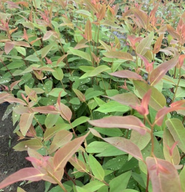 速生桉广29号桉树苗