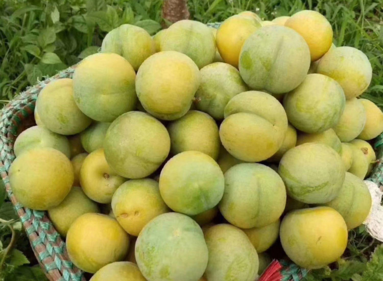 一盘新鲜采摘的蜂糖李放置于电子秤上,旁边标注‘500g’字样,显示共11颗完整果实,背景为绿色田园环境,突出果形饱满、果皮呈黄绿色带红晕的典型特征 蜂糖李称重对比图