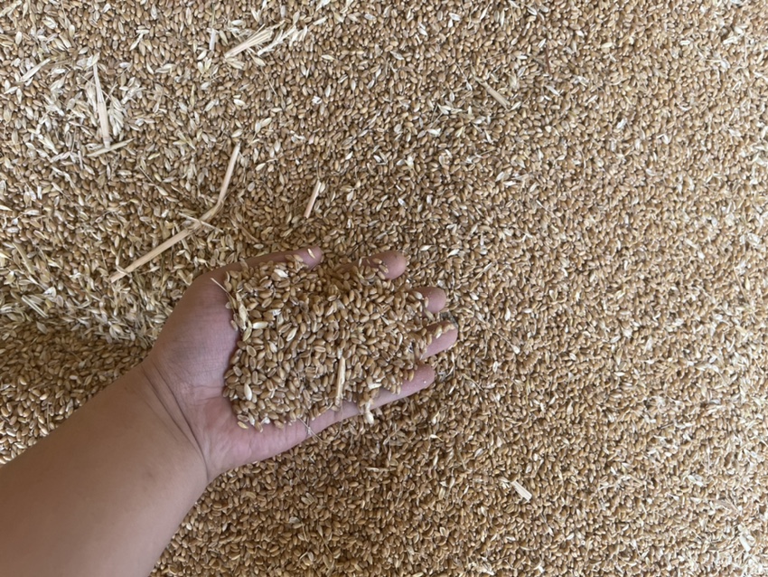 盗汗人群在厨房挑选食材的场景,背景为小麦和荞麦两种谷物 盗汗人群饮食调理示意图