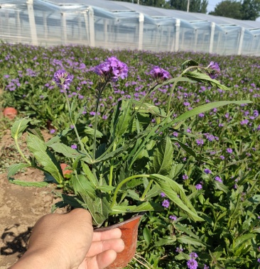 桑托斯马鞭草双色盆,矮化马鞭草工程苗,马鞭草现货大量供应