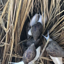 白玉蜗牛养殖基地