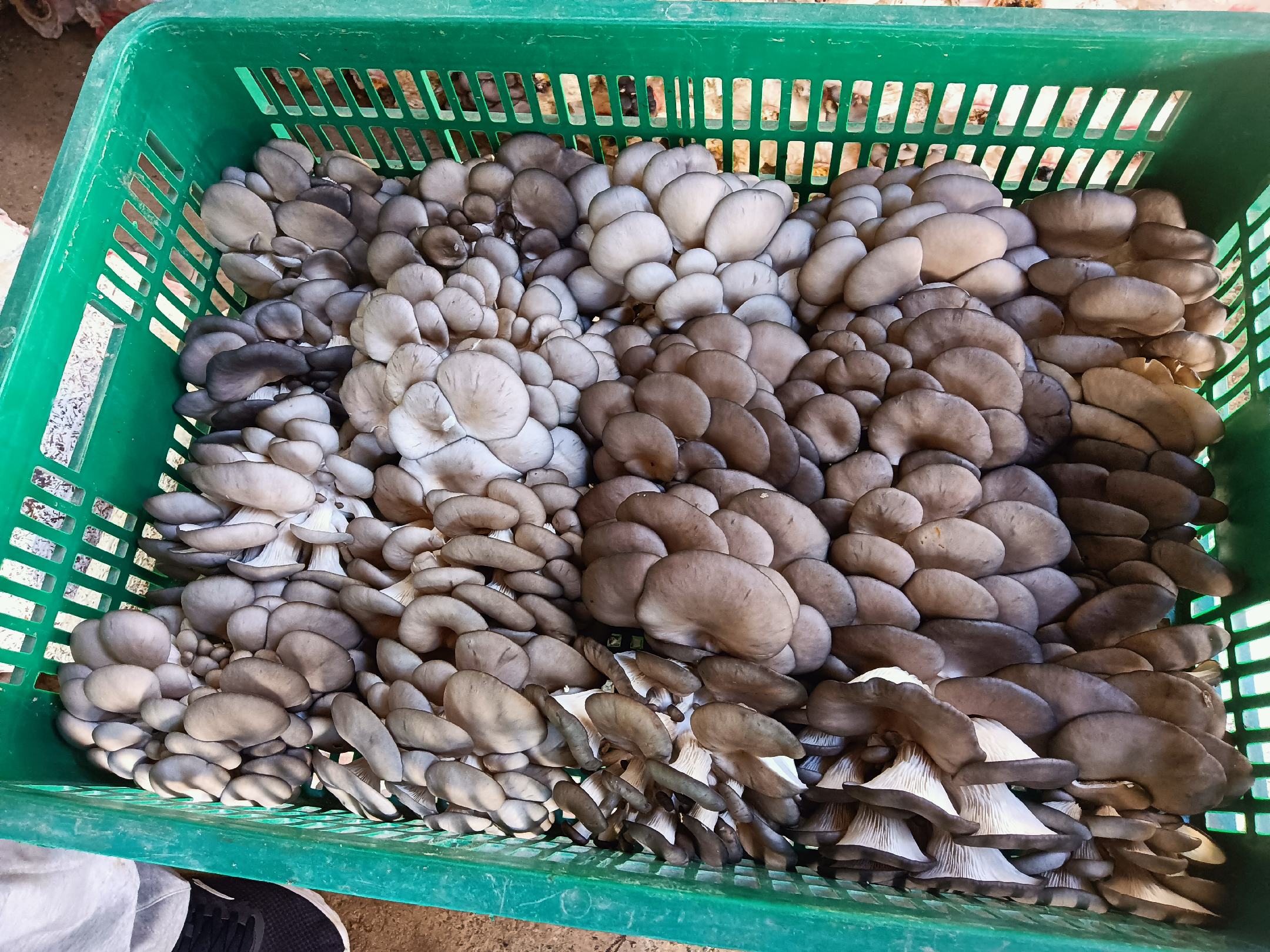 平菇撕条与葱段切法对比图
