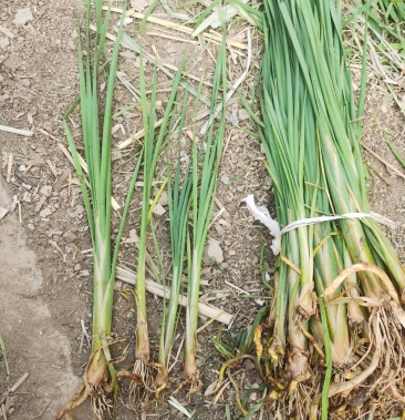 05             起批价             100棵             产地