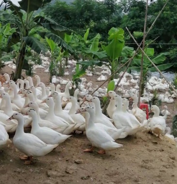 [鸭批发]木鸭开栏上市价格5.90元/斤 - 一亩田