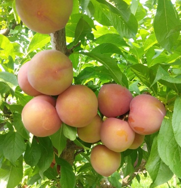 绥中精品盖大,大红袍李子,个大,颜色好,甜脆可口