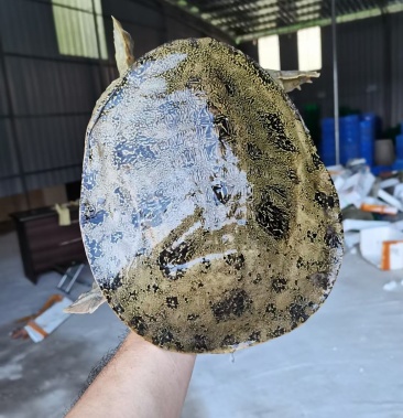 [乌龟批发]花甲鱼,清溪花鳖 精品黑花甲鱼.广东甲鱼.水鱼.团鱼.