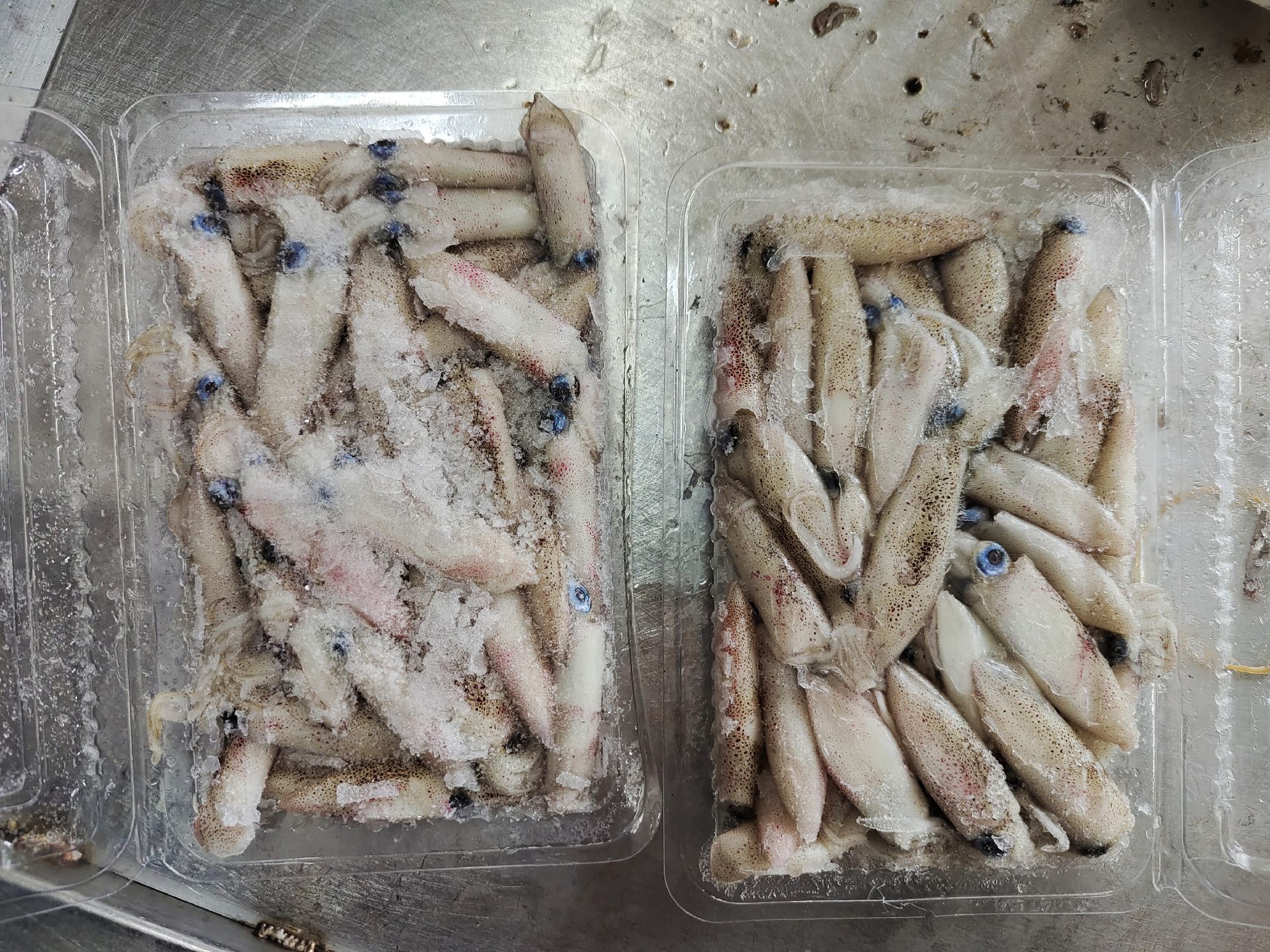 图片说明:冰鲜鱿鱼在冷藏状态下保持完整形态,表面湿润有光泽 冰鲜鱿鱼实物展示图