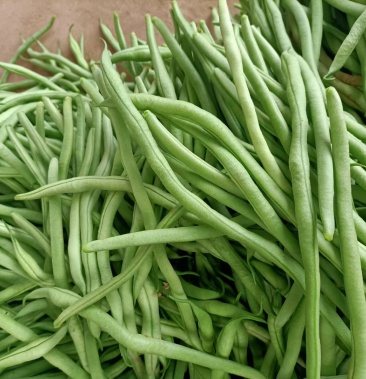 甘肃天水架豆王大量上市了