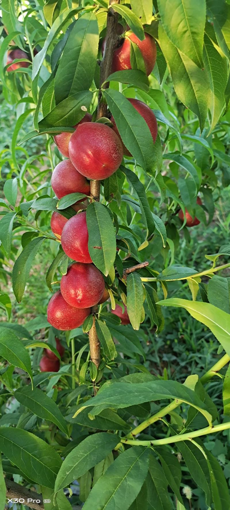 珍珠迷你一号枣油桃